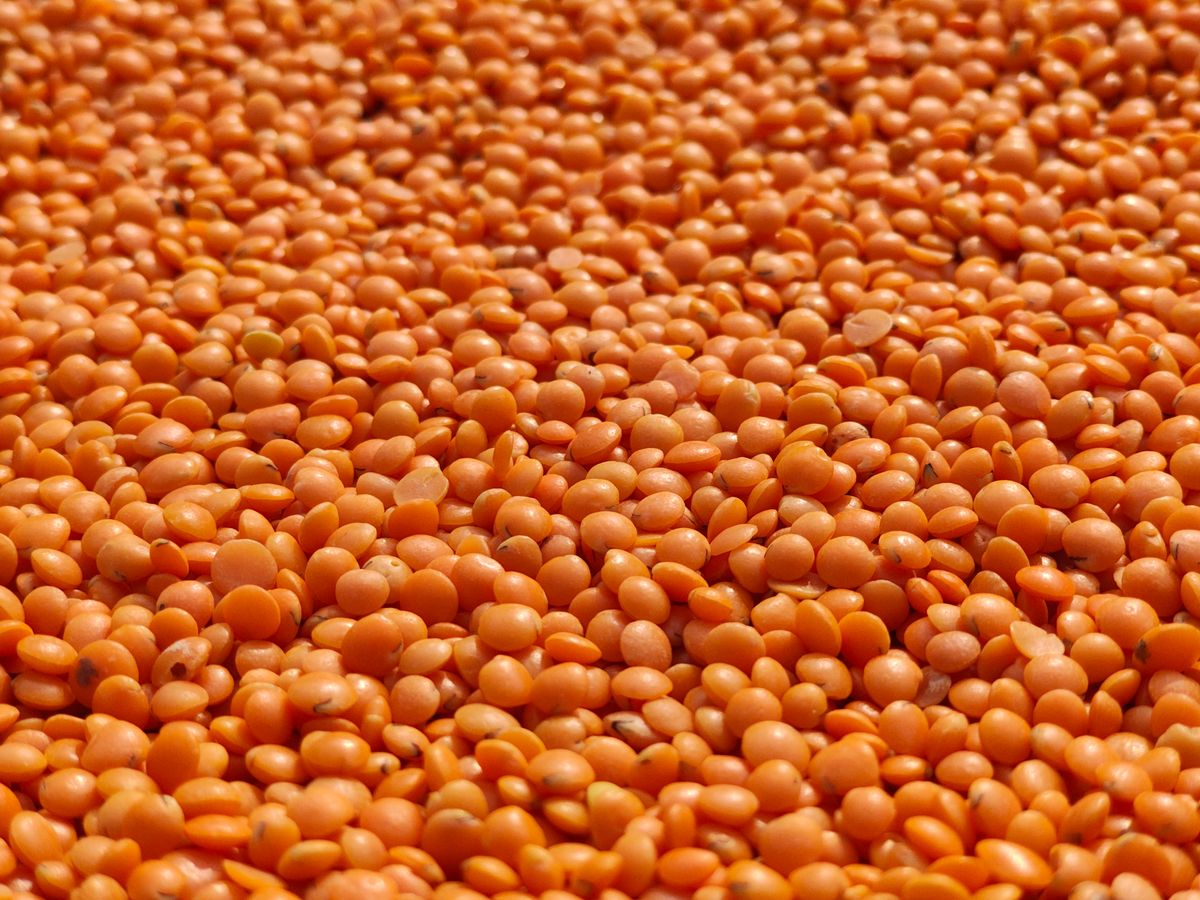 Masoor Dal (Red Lentils) — 30 kg Bag