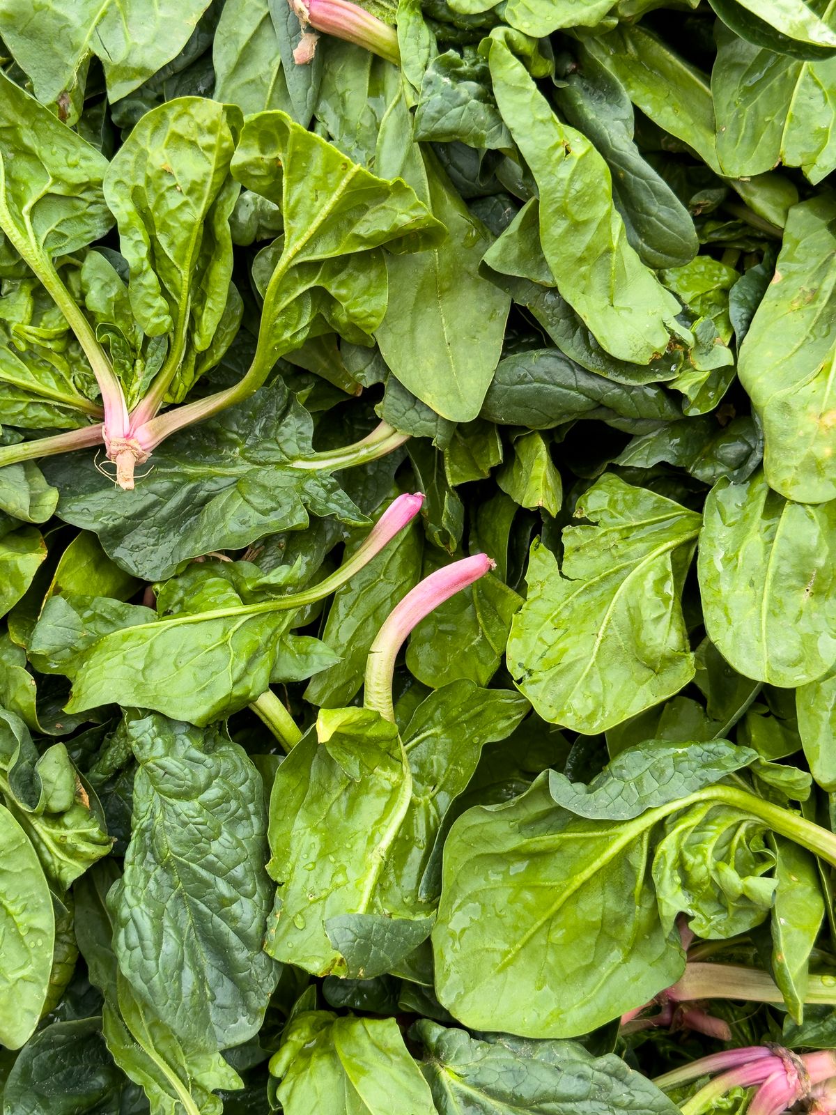 Spinach (Palak) Bunch